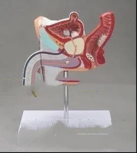 Plastic anatomical model of the male internal reproductive system showing listed diseases, 25.5 x 18 x 15 cm