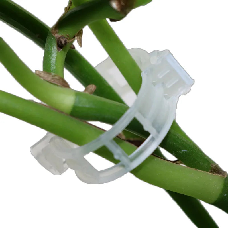 Pack of 50 plastic plant grafting clips for tomato and vine support.