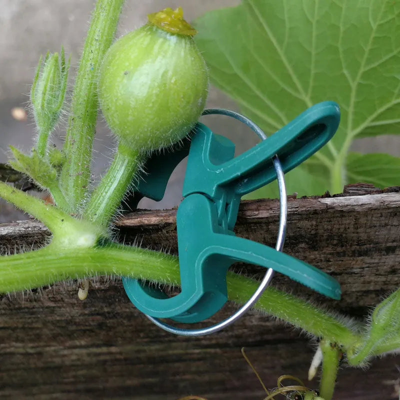 Green plastic and zinc plant fixing clips for supporting climbing garden plants