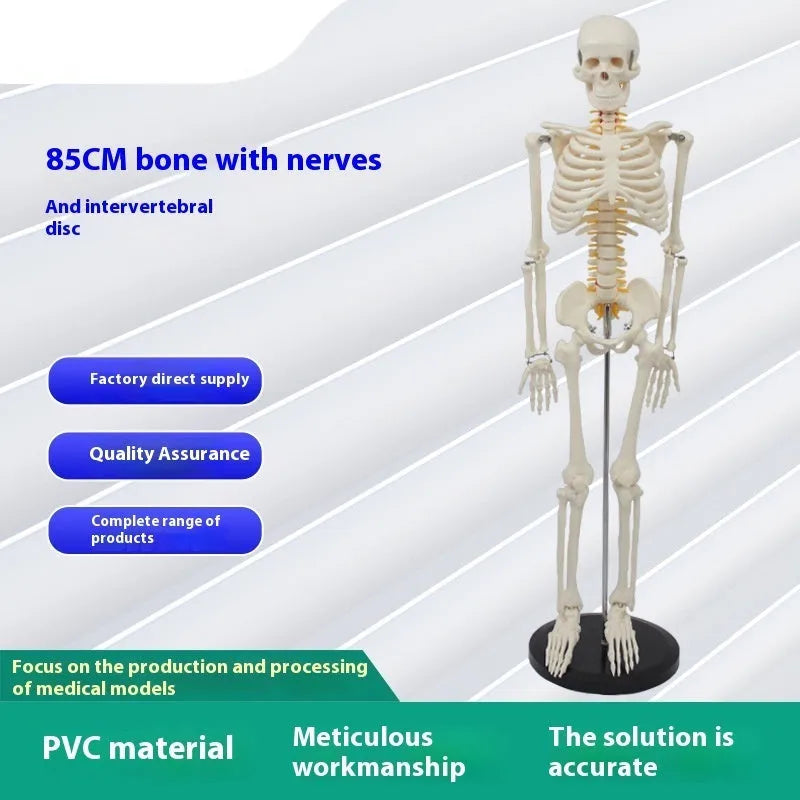 85cm PVC human skeleton biology teaching model with optional muscle, nerve, and intervertebral disc attachments for medical anatomy study