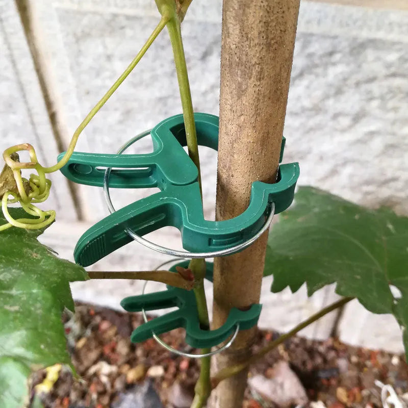 Green plastic and zinc plant fixing clips for supporting climbing garden plants