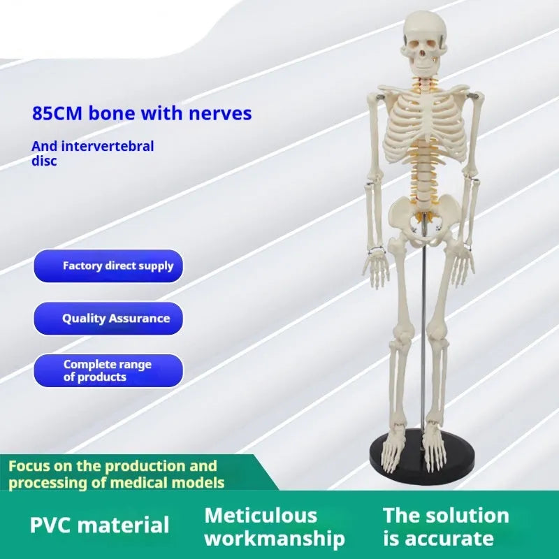 85cm PVC human skeleton biology teaching model with optional muscle, nerve, and intervertebral disc attachments for medical anatomy study