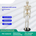85cm PVC human skeleton biology teaching model with optional muscle, nerve, and intervertebral disc attachments for medical anatomy study