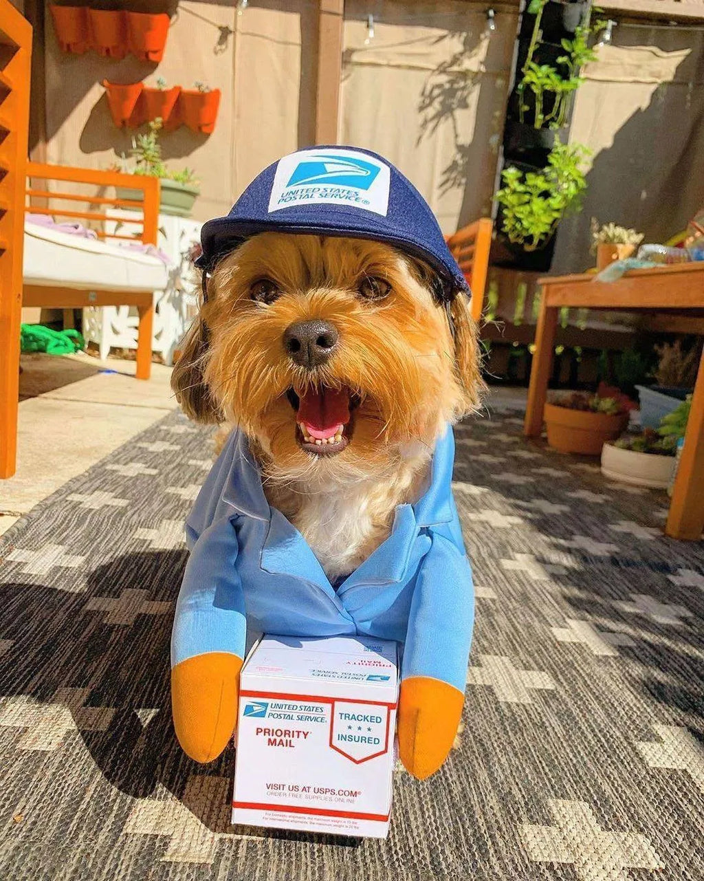 Funny express delivery pet dog cat clothes in brown or sky blue, sizes S M L with chest circumference 40-70cm