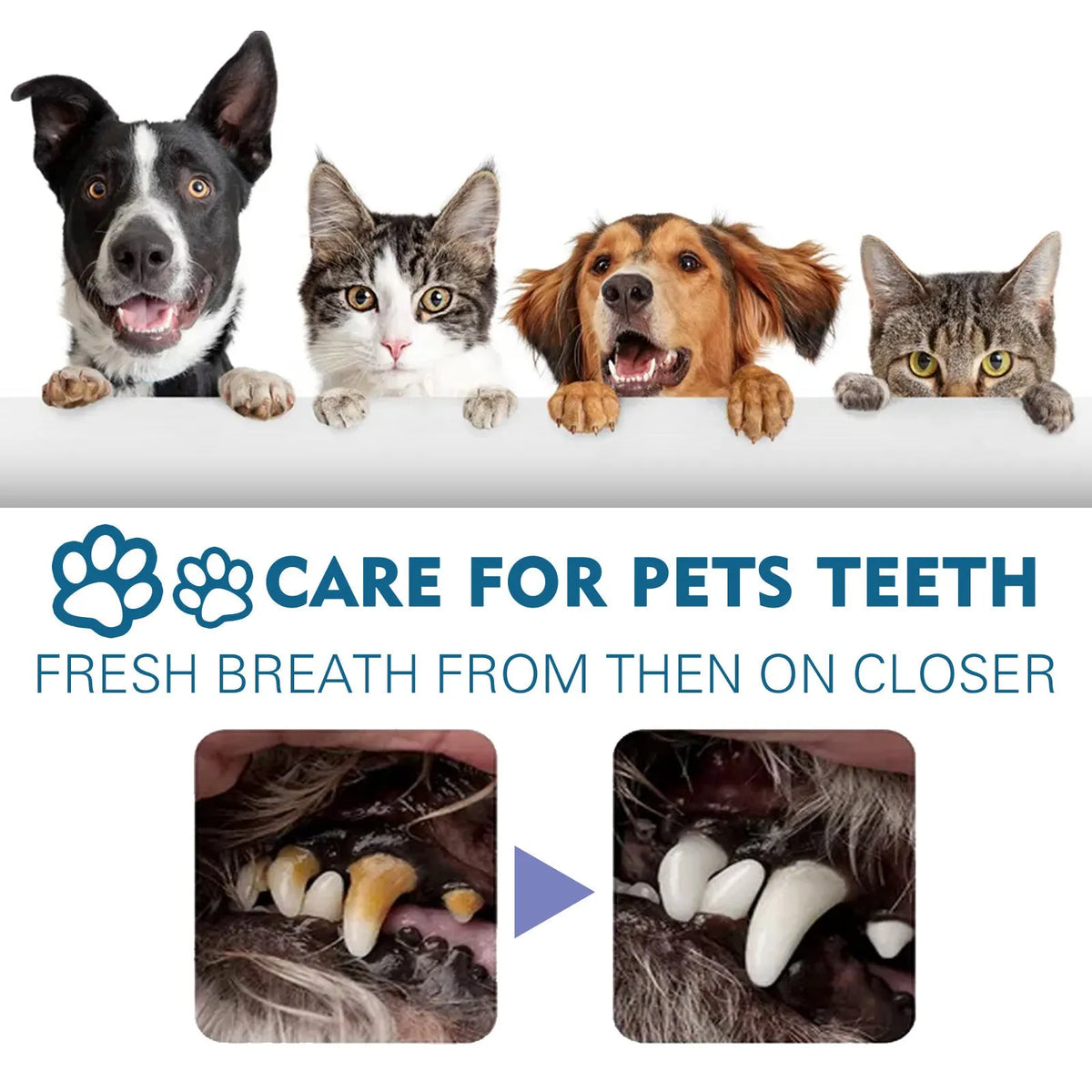 Pet oral spray 59ml bottle with enzyme and mint formula for tartar removal and fresh breath