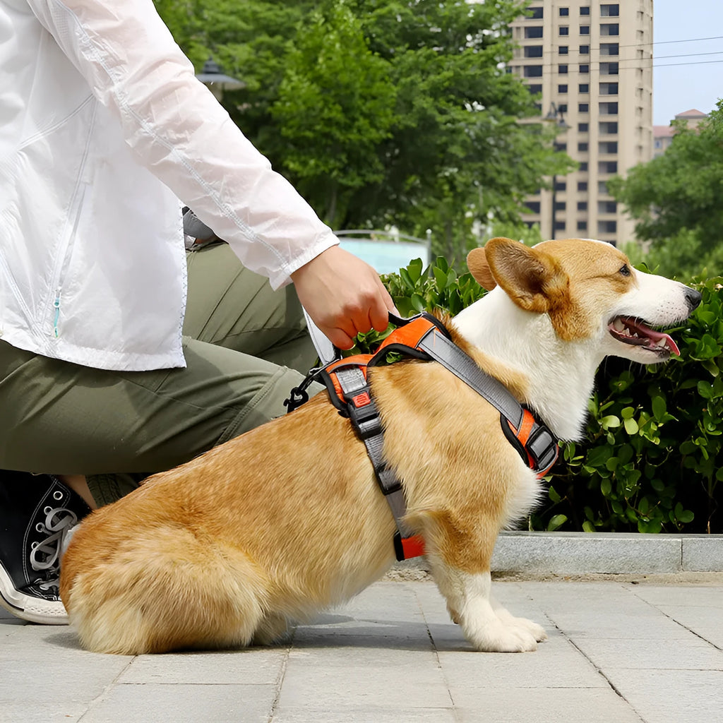 Orange dog harness vest with hand holding rope attached to chest strap for walking control