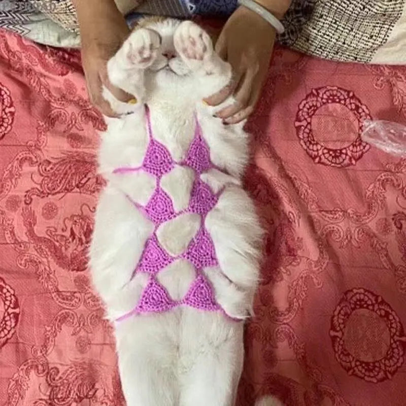 A cat wearing a black bikini bra costume for Halloween or party cosplay.