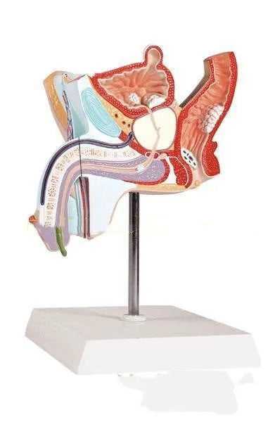 Plastic anatomical model of the male internal reproductive system showing listed diseases, 25.5 x 18 x 15 cm