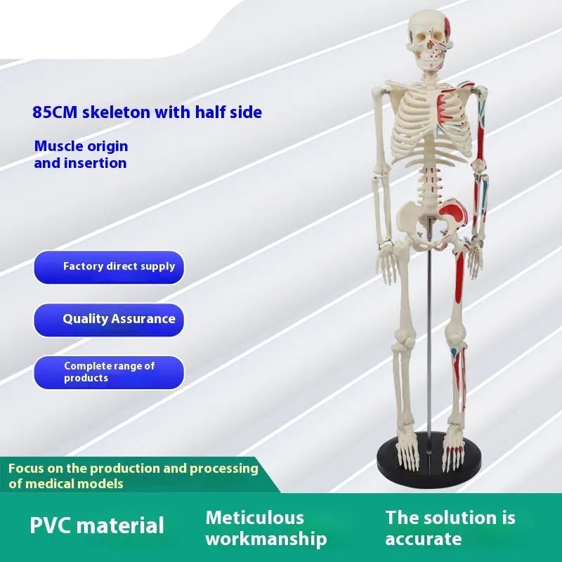 85cm PVC human skeleton biology teaching model with optional muscle, nerve, and intervertebral disc attachments for medical anatomy study