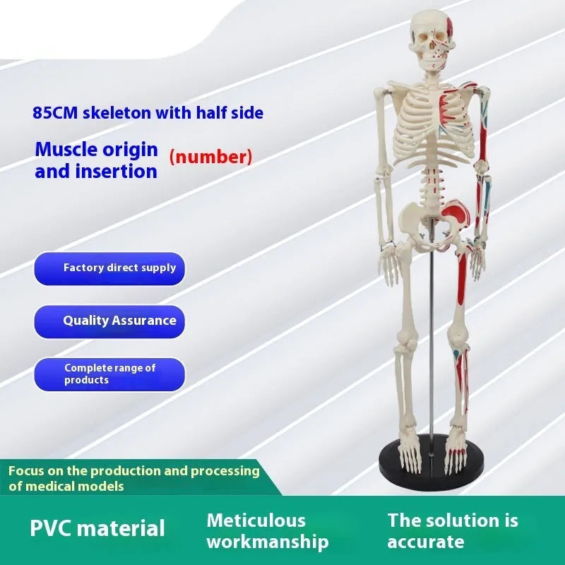 85cm PVC human skeleton biology teaching model with optional muscle, nerve, and intervertebral disc attachments for medical anatomy study