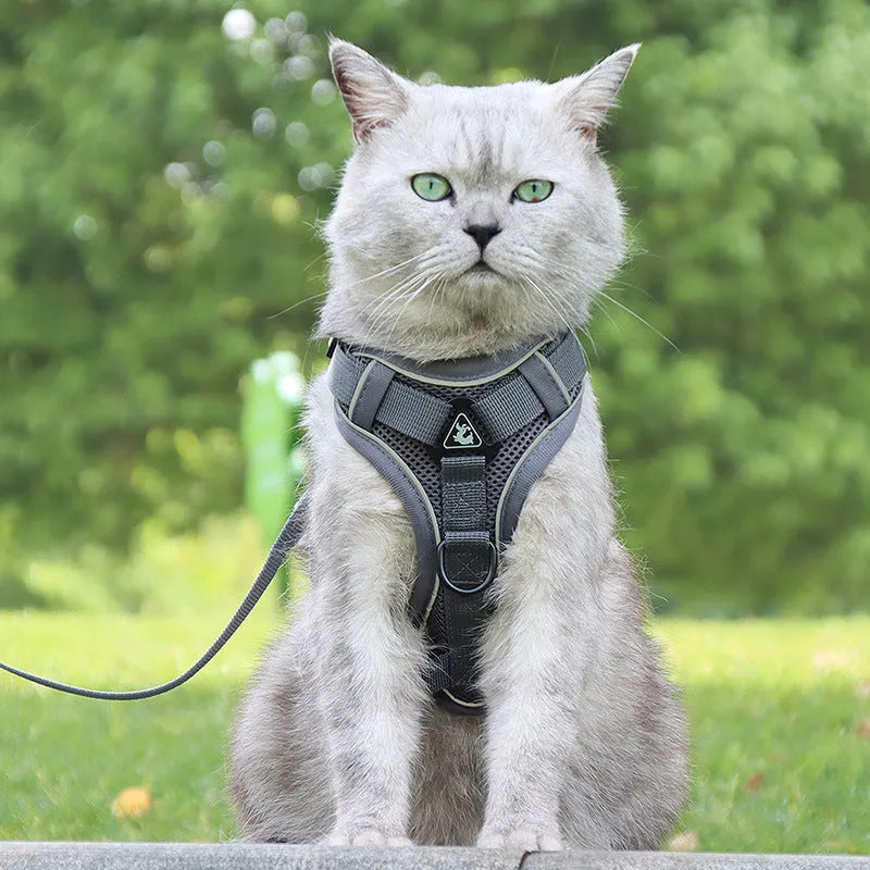 Anti-breakaway cat lead with silver gradient chain and 1.5m flat rope, plus chest harness, in six colours and four sizes