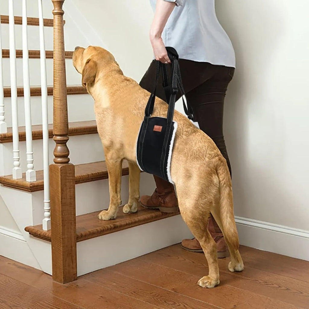 Adjustable dog hip support sling with nylon straps and soft lining for hind leg mobility assistance.