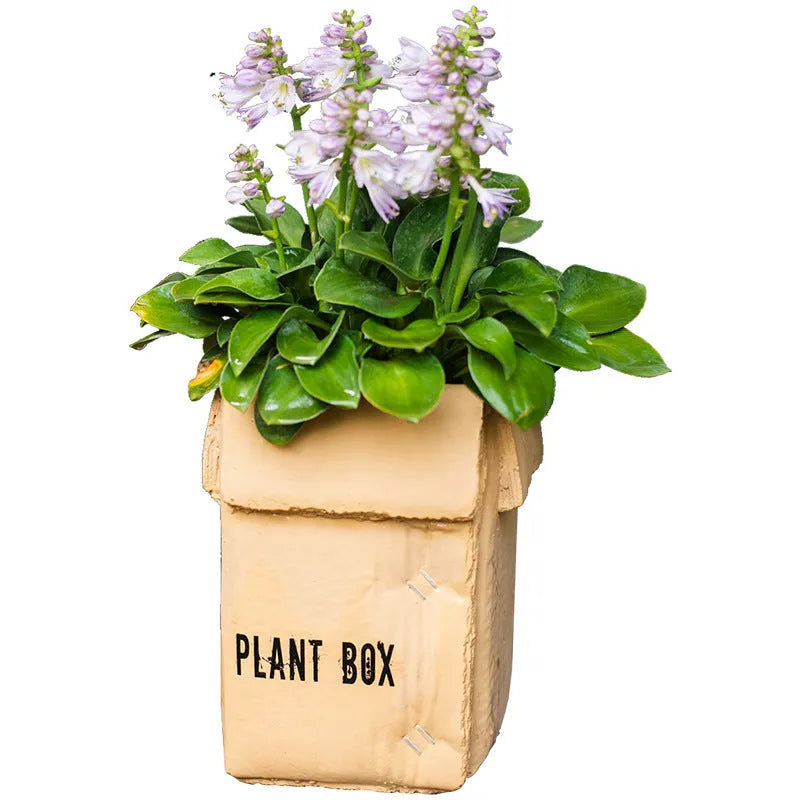 Cement paper box style flowerpot with bottom drainage holes for indoor planting