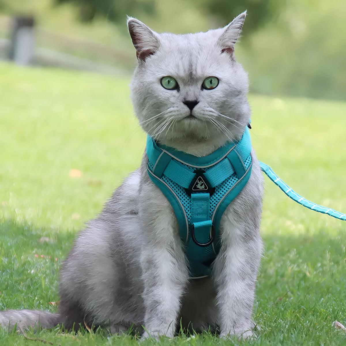 Anti-breakaway cat lead with silver gradient chain and 1.5m flat rope, plus chest harness, in six colours and four sizes