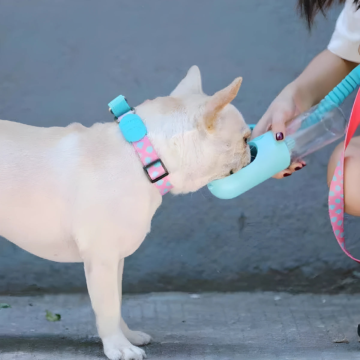 Nylon pet traction collar in Sunrise, Bobby, Hill mark or Florida, shown in S, M or L size