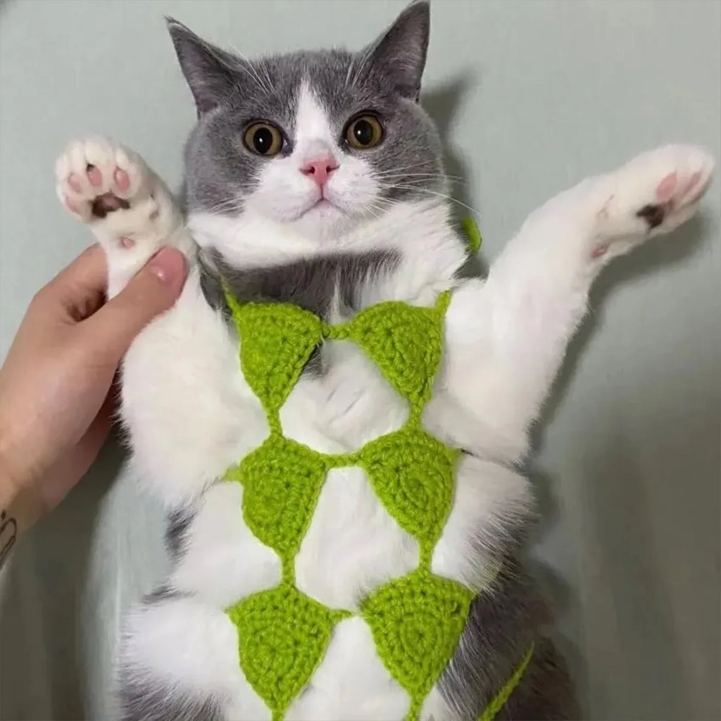 A cat wearing a black bikini bra costume for Halloween or party cosplay.