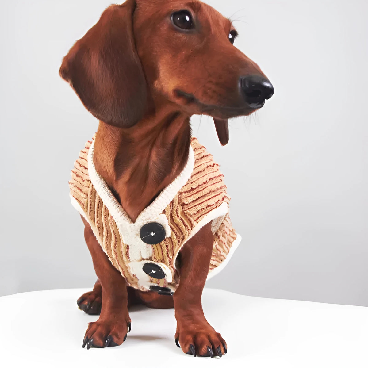 Brown striped dog hoodie for small breeds, sizes M to 2XL, spring autumn pet clothing