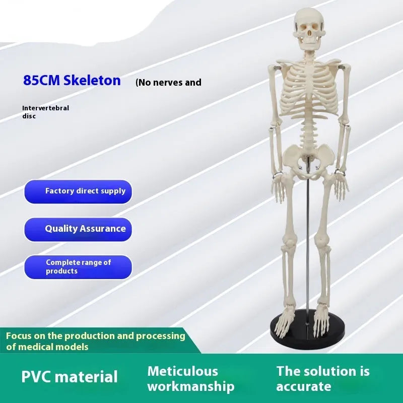 85cm PVC human skeleton biology teaching model with optional muscle, nerve, and intervertebral disc attachments for medical anatomy study