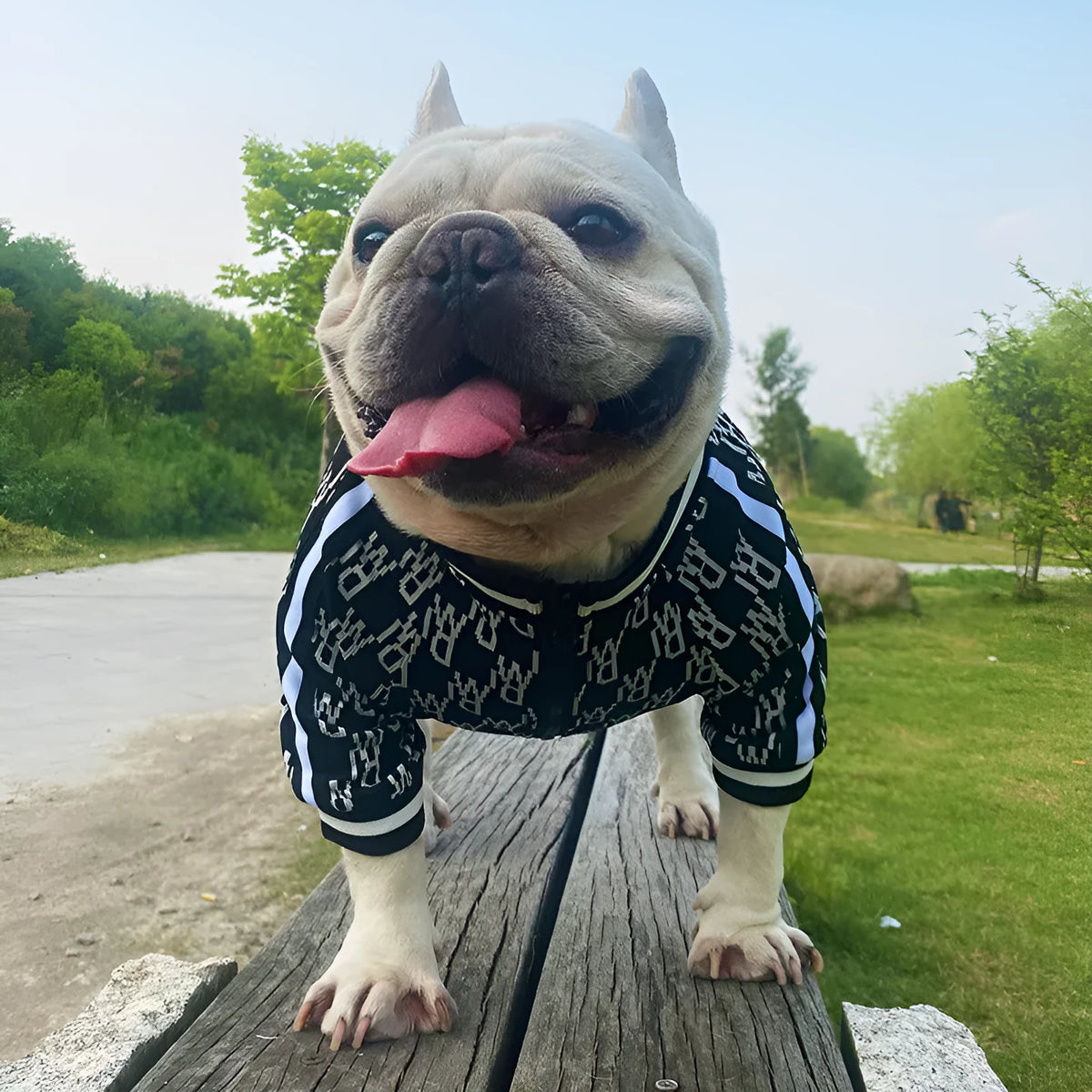 Black zip up dog jacket made of stretchy polyester on a small dog, size S, with a side view showing the zip and fabric fit.