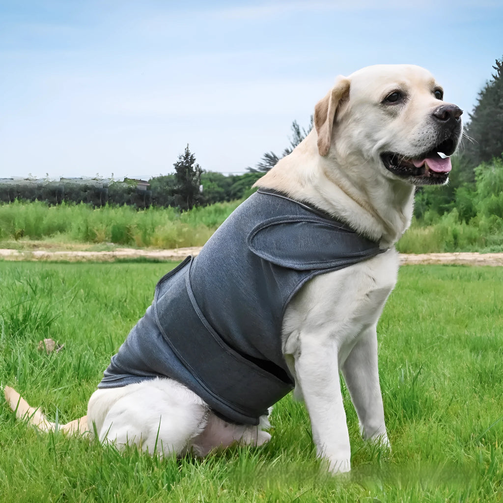 Dog wearing calming anxiety relief tank top in cotton blend fabric