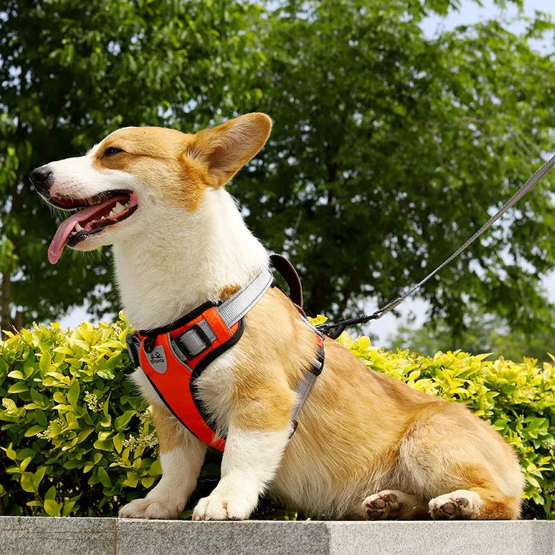 Orange dog harness vest with hand holding rope attached to chest strap for walking control