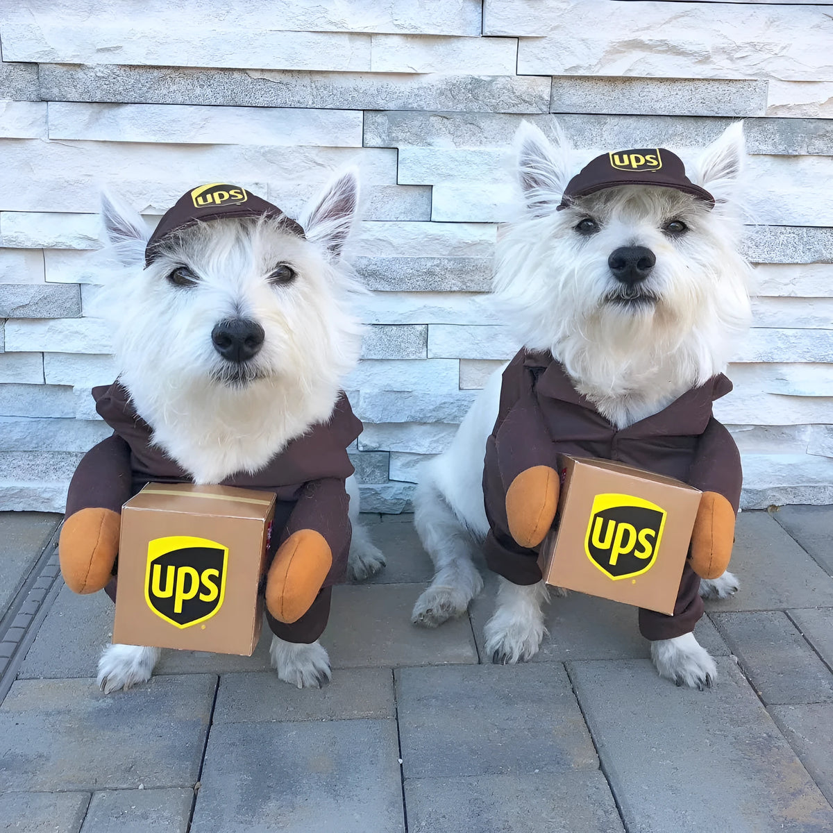 Funny express delivery pet dog cat clothes in brown or sky blue, sizes S M L with chest circumference 40-70cm