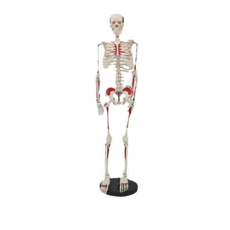 85cm PVC human skeleton biology teaching model with optional muscle, nerve, and intervertebral disc attachments for medical anatomy study