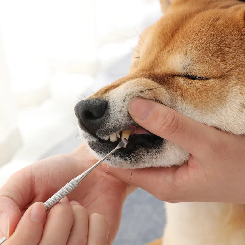 White pet beauty pen with stainless steel tip for cleaning dog and cat teeth and removing tartar