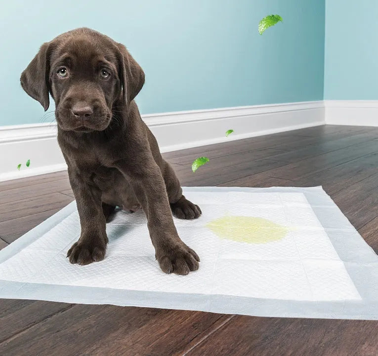 Blue disposable thickened absorbent pet diaper pad for dogs and cats