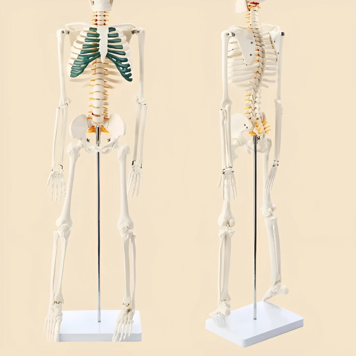 85cm PVC human skeleton biology teaching model with optional muscle, nerve, and intervertebral disc attachments for medical anatomy study