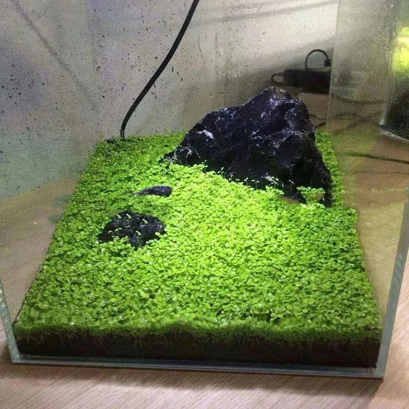 2.5 kg bag of silt-type aquatic mud for fish tank and aquarium water plant substrate