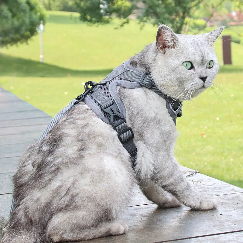 Anti-breakaway cat lead with silver gradient chain and 1.5m flat rope, plus chest harness, in six colours and four sizes